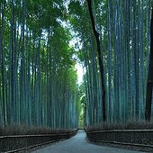 Arashiyamain bamboo forest in autumn  Japon