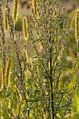 Mugwort and yellow foxtails in bloom