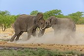 Friendly game between African Elephants Etosha Namibia 