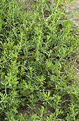 Common knotgrass 