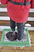 Cleaning boots on the Antarctica cruise ship  ; Tourism in Antarctica is governed by strict rules of IAATO (International Association of Antarctic Tour Operators) that require visitors to clean their boots on board ships and on land, to aspire clothing to prevent seed dispersal and distances with respect animals