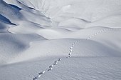Trace Fox in the Snow Aravis Alps France 