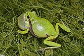 Tree frog singing male France 