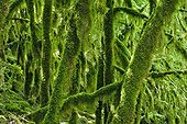 Mossy undergrowth Bugey France 