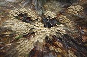 Mushroom in wood Massif Albères Pyrenees France