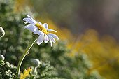 German chamomile flower Giens Peninsula France