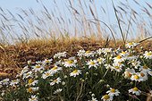 German chamomile flowers Giens Peninsula France