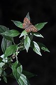 Speckled Wood on Pellitory-of-the-wall in an organic garden
