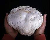 Giant puffball mushroom in studio