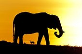 African elephant in savanna at dawn Masai Mara Kenya