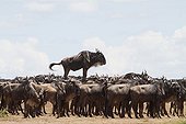 Black wildebeest in the savannah Masai Mara Kenya ; one of them is mounted on a mound