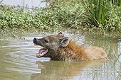Spotted Hyena bathing in the water at dawn Masai Mara