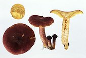 Plums-and-custard mushrooms in studio