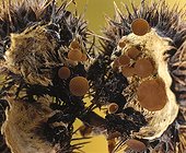 Lanzia fungi on chestnutt husk in undergrowth