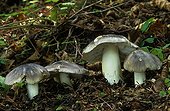 Charbonnier mushrooms in undergrowth
