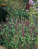 Teucrium hyrcanicum