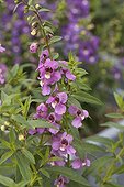Angelonia angustifolia serena Lavender