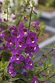 Angelonia angustifolia serena Purple
