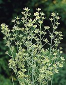 Zigadenus elegans subsp. glaucus
