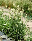 Lagurus ovatus