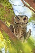 Southern White-faced Owl on a branch South africa