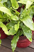 Asplenium scolopendrium