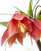 Fritillaria Vivaldi