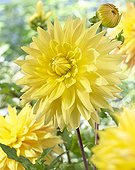 Dahlia Bonaventura