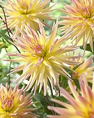 Dahlia Cabana Banana