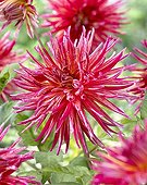 Dahlia Namara