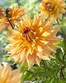 Dahlia Philip Campos M