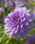 Dahlia Blue Boy