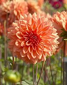 Dahlia Ariko Zsa Za