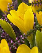 Sternbergia lutea