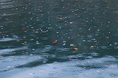 Raindrops on a lake at Plitvice lakes NP   Croatia