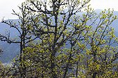 Durmast oaks at Fuentes del Narcea, Degaña e Ibias NP