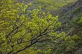 Durmast oaks at Fuentes del Narcea Degaña e Ibias NP
