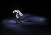 Sporulation of False White Tricholoma on black background ; After 18 hours