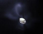 Sporulation of False White Tricholoma on black background ; After 36 hours