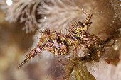 Seagrass Shrimp Mediterranean France 