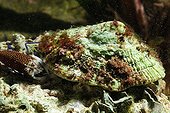 Drimo Shrimp and Limpet Mediterranean France  ; This shrimp is looking for with its claws food debris in the shell of a limpet