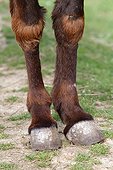 Domestic donkey hooves