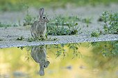 Rabbit and its reflection France 