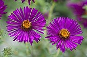 New England aster 'Lou Williams' in bloom in a garden