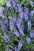 Angelonia 'Serena Blue' in bloom in a garden