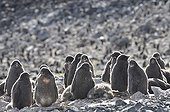 Adelie Penguins colony of Devil Island Antactique 