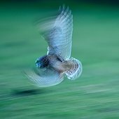 Short-eared Owl in flight and hunting France