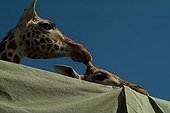 Translocation of 8 Rothschild giraffes to Lake Baringo Kenya