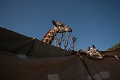 Translocation of 8 Rothschild giraffes to Lake Baringo Kenya