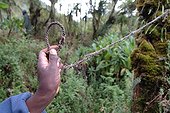 Rope snare to catch antelopes but which can kill Gorilla